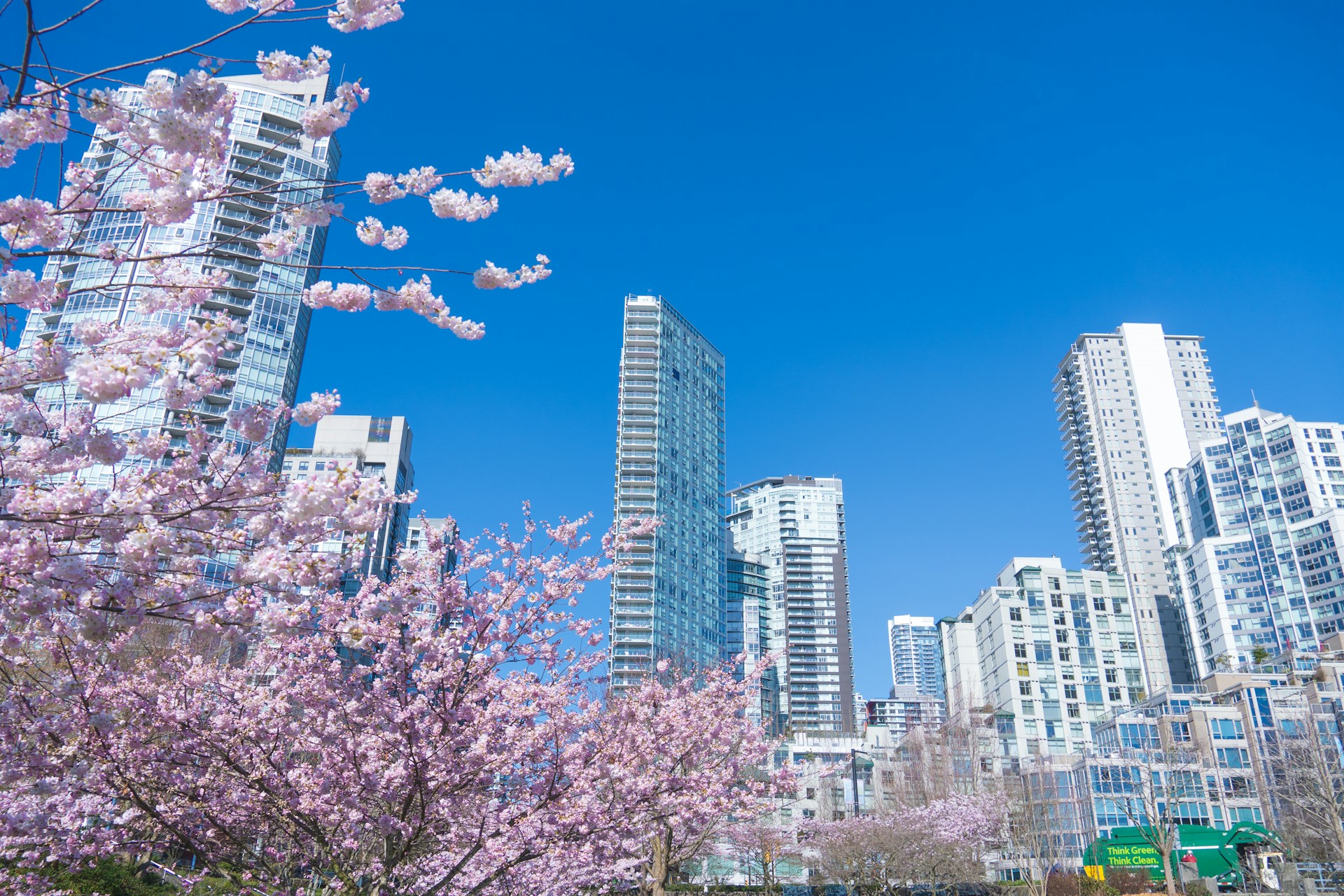 cherry blossom trees in front of skyscrapers