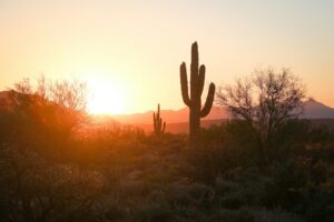 desert cacti during sunset