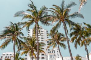 Palm trees in front of white buildings in Miami
