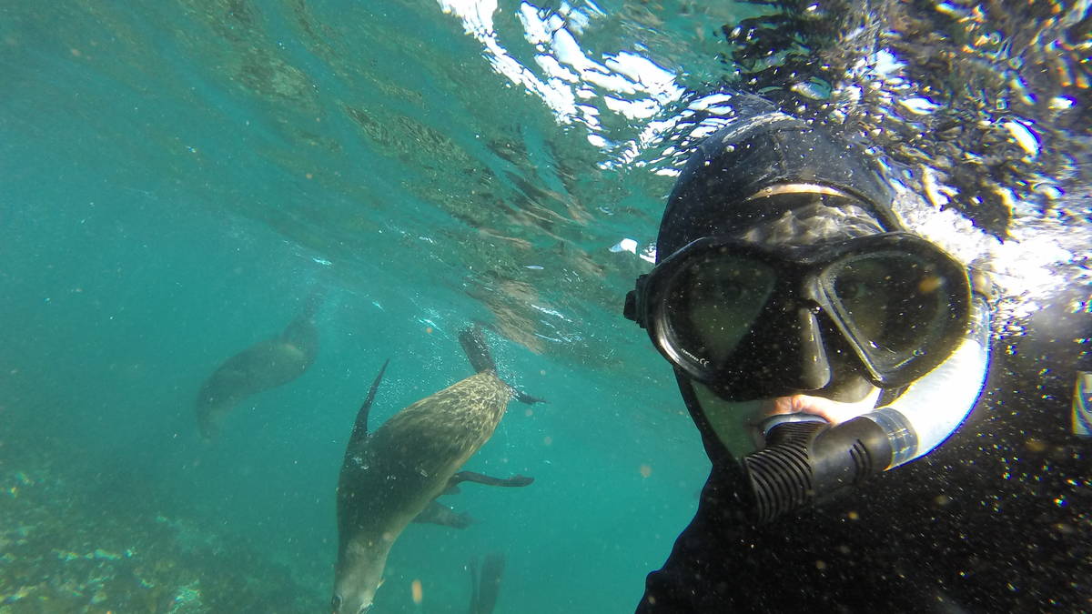 Seal Snorkeling Cape Town Snorkel with Seals