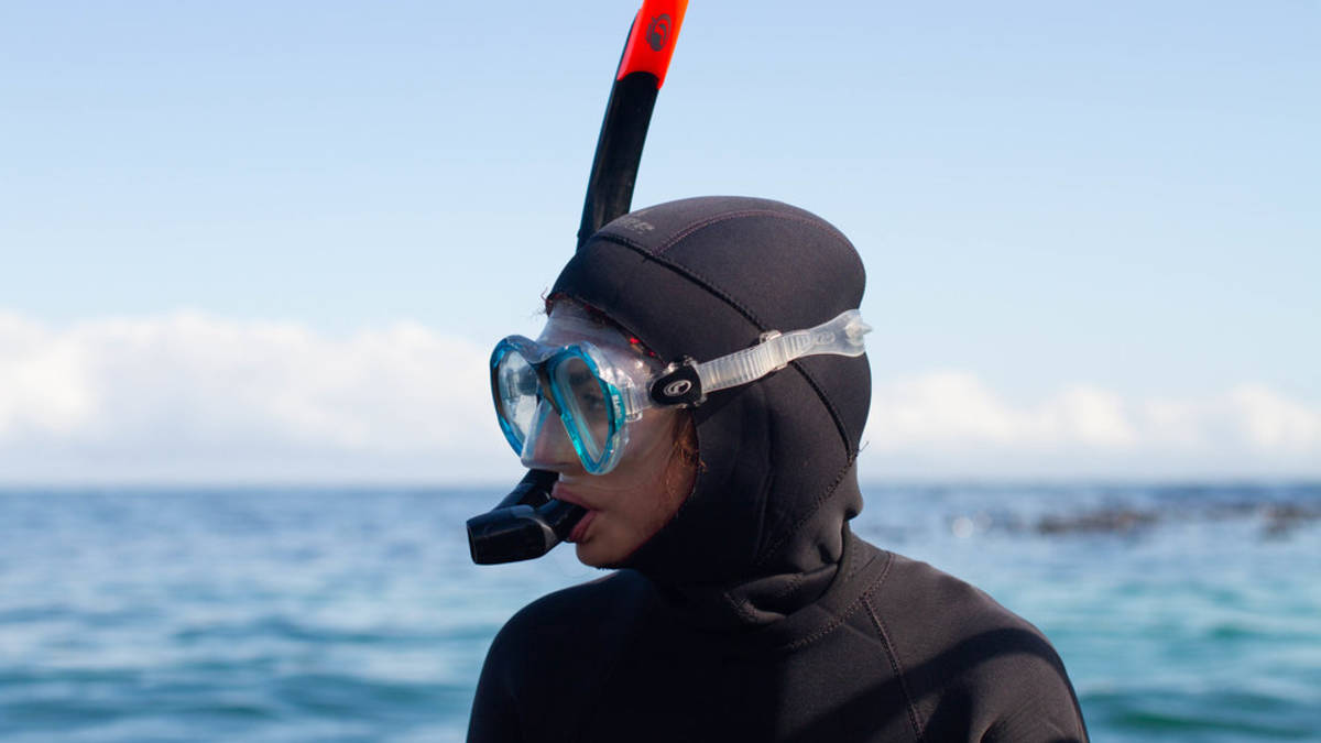 Seal Snorkeling Cape Town Snorkel with Seals