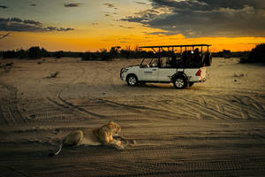 Chobezi Safaris - Chobe Game Drive