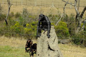 On Safari Africa - Jane Goodall Chimpanzee Sanctuary - Malalane
