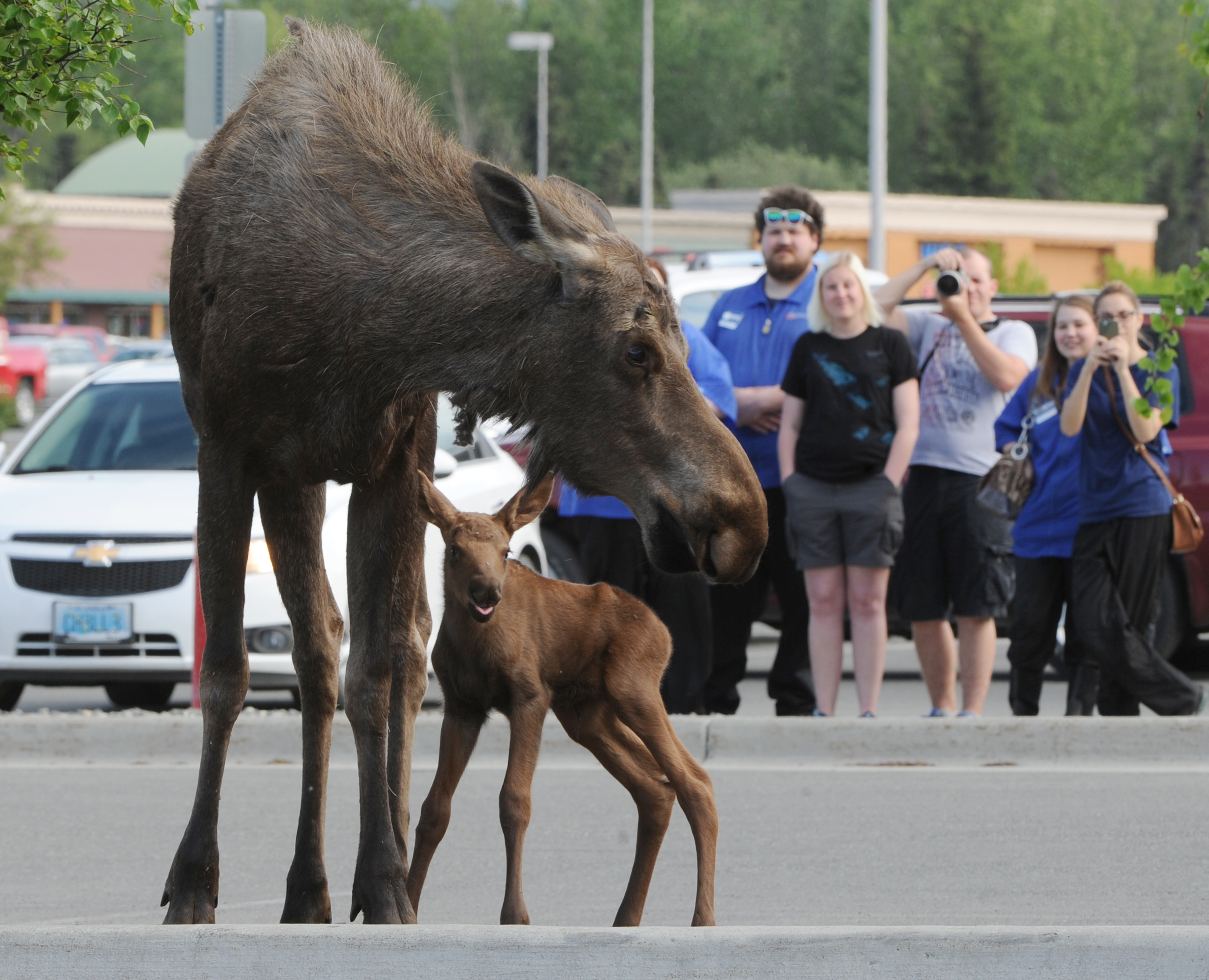 Moose gives birth in parking lot of Anchorage hardware store - Anchorage Daily News