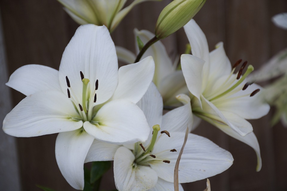 Obituaries