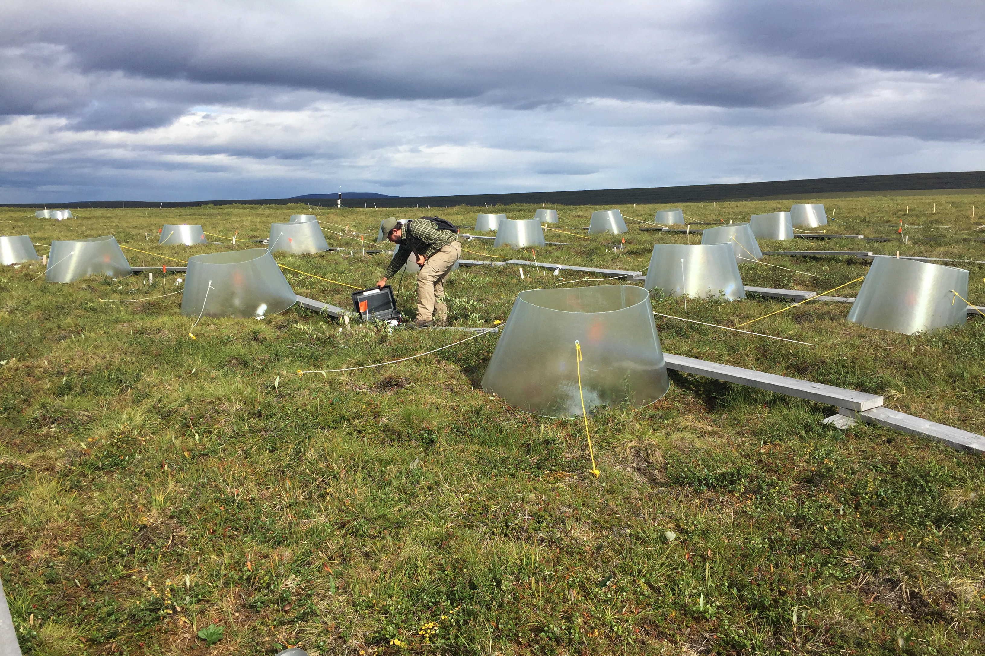 Jon Gewirtzman uses a special tool to look at deep plant roots in an experimental field at Toolik Field Station on August 1, 2017. (Kelsey Lindsey)