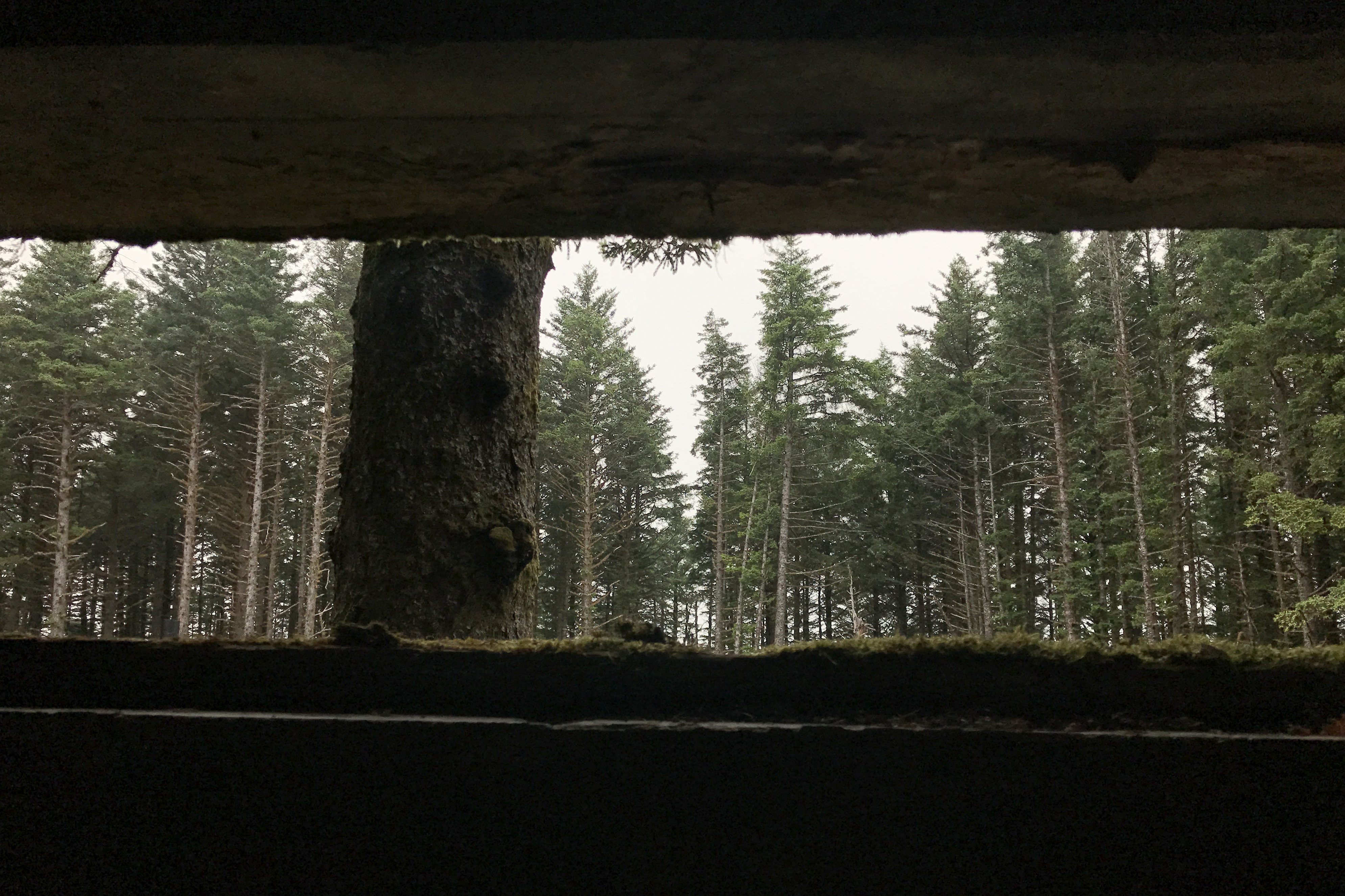 Whether you want history or nature, Kodiak's Fort Abercrombie is a 182-acre  treasure - Anchorage Daily News, image size:3978x2652