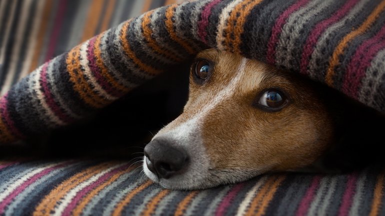 Los ruidos significan más intensidad y molestias para las mascotas