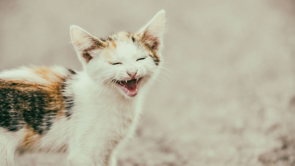 Los gatos tienen una ecuación diferente a los perros (Shutterstock)