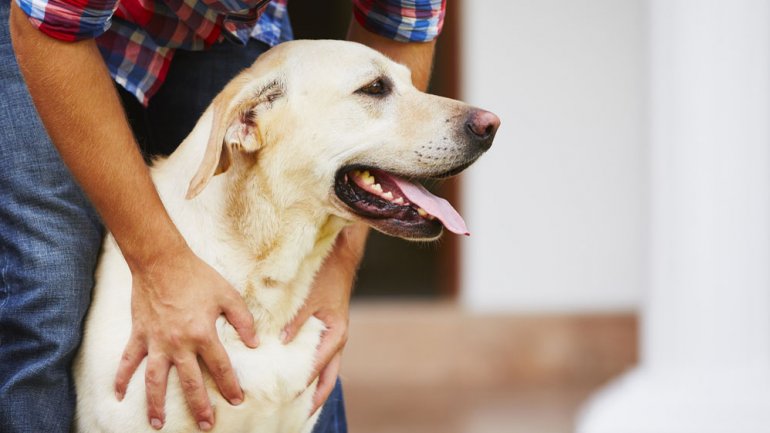 Los porteños tienen una preferencia por los perros