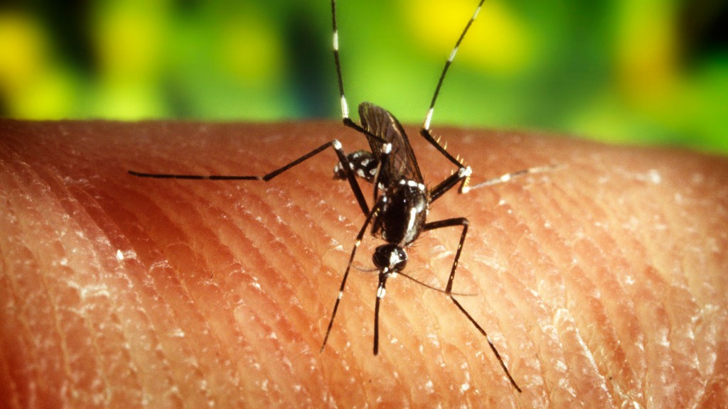 Zika mosquito virus