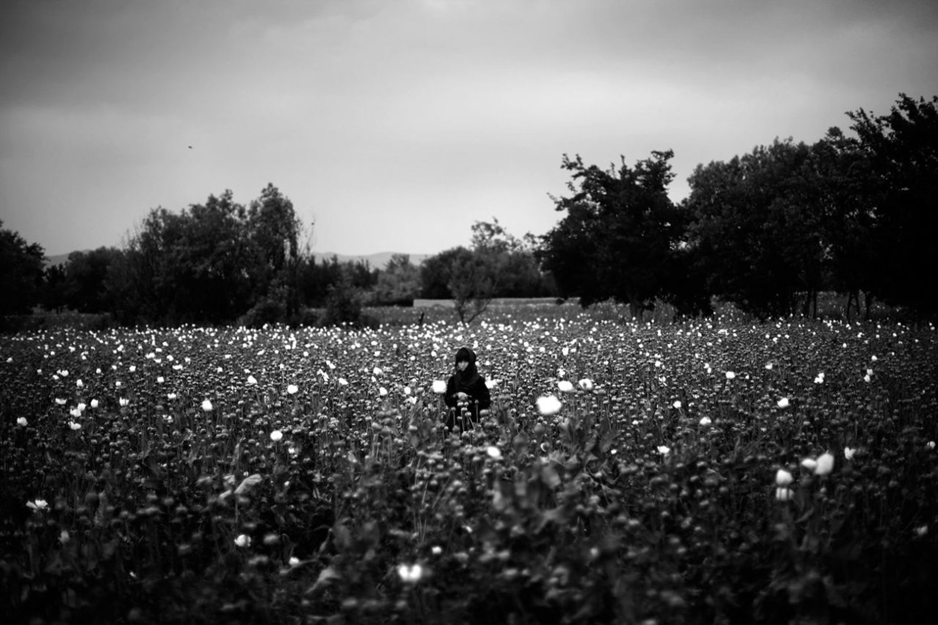 Una niña en medio de un campo de amapolas en medio de Afganistán (2011)