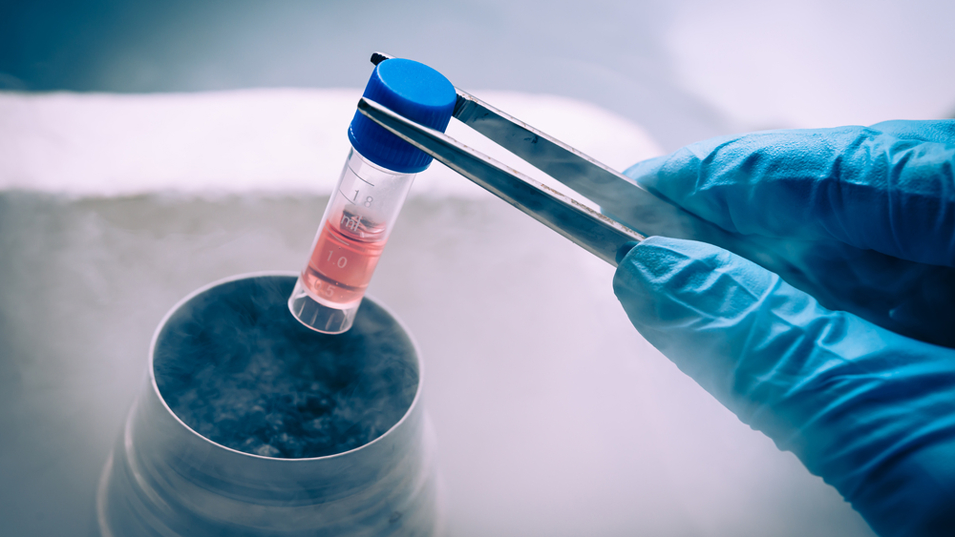 La ciencia ofrece la posibilidad de criopreservar óvulos para su donación en bancos (Shutterstock)