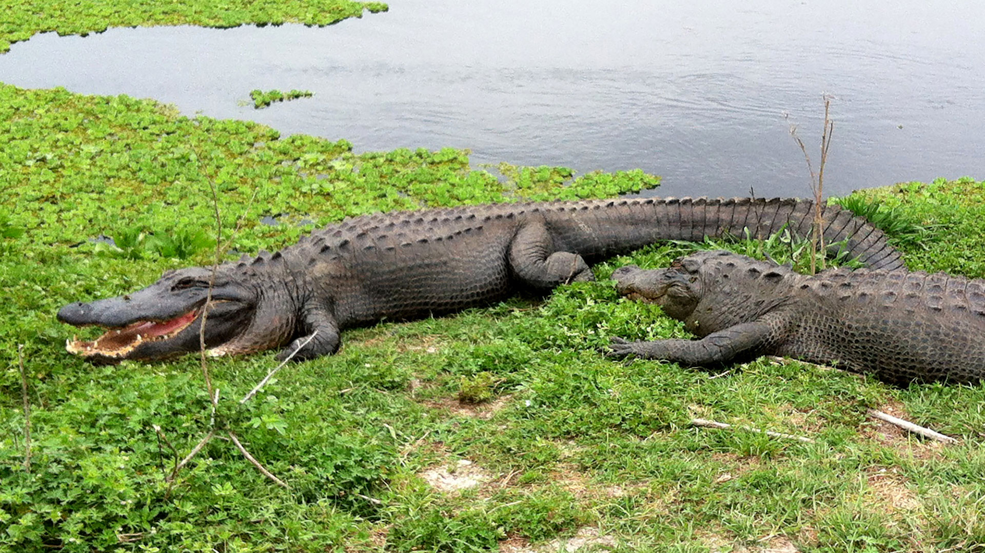 Los reptiles son considerados mitad acuáticos, mitad terrestres y son una especie animal con una esperanza de vida de 80 años (AP)