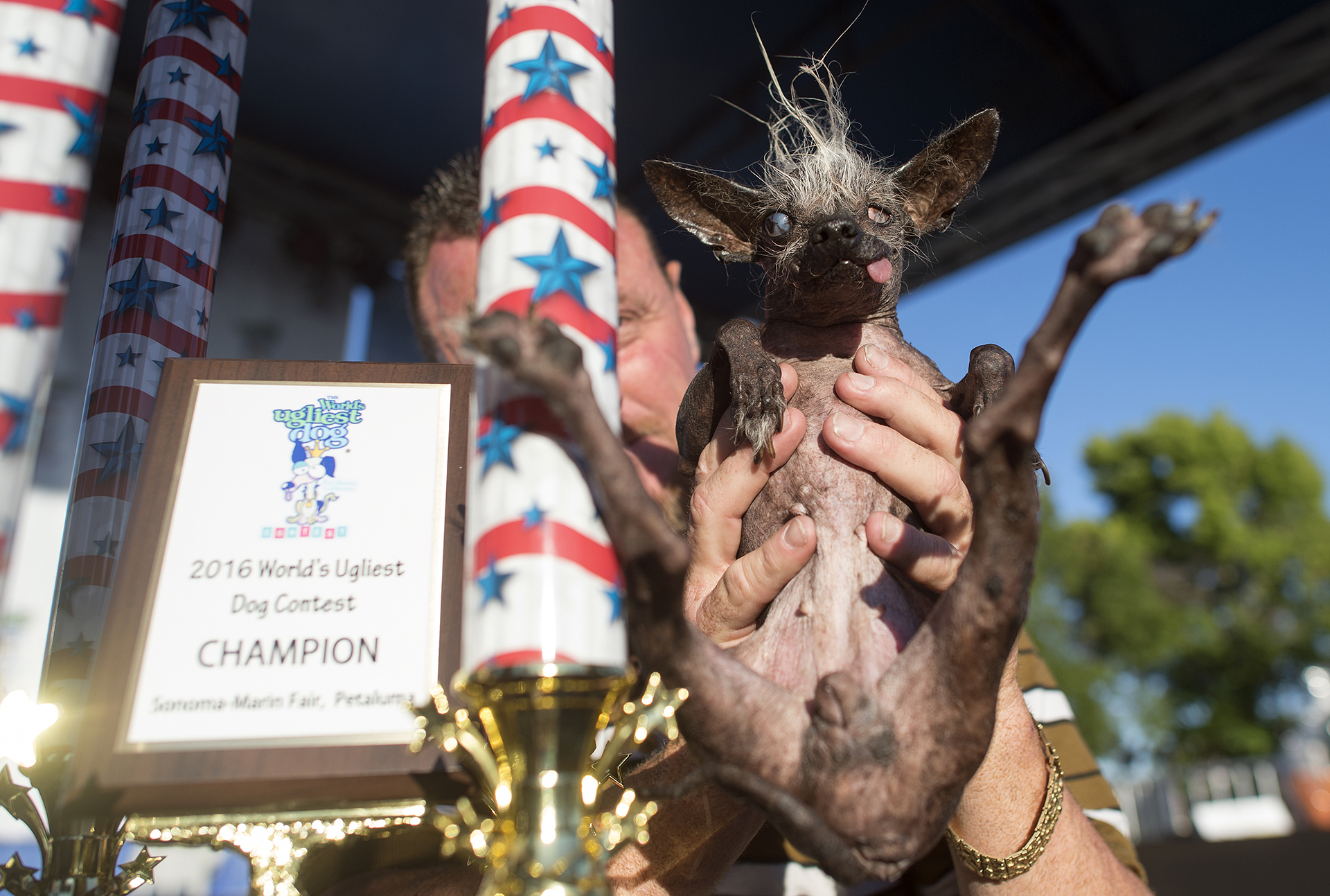 Algunos encuentran adorable a Sweepee Rambo, un perro crestado chino ciego (AFP)