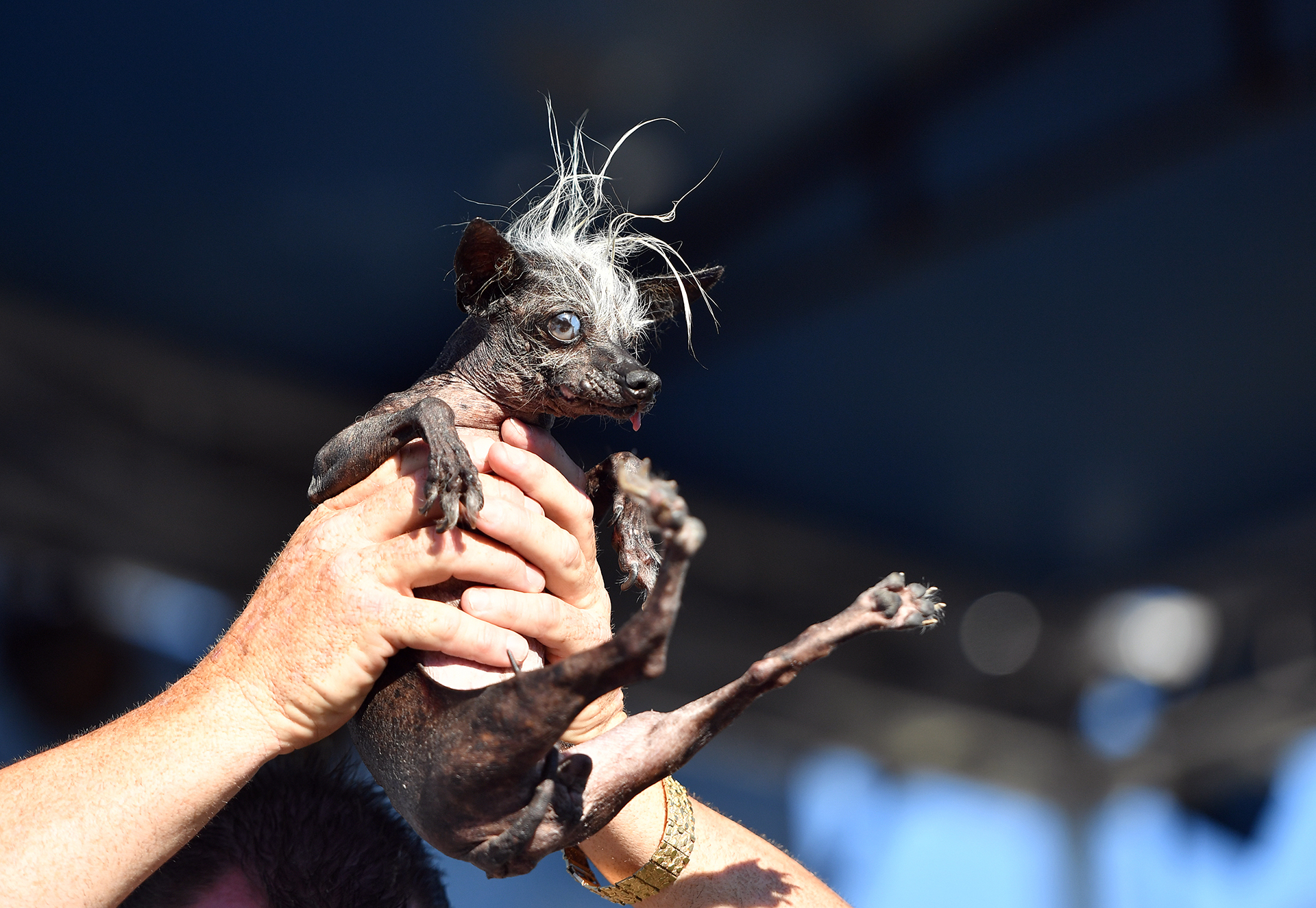 El evento, que celebra a los perros y sus imperfecciones, se lleva a cabo en California, EE.UU cada año (AFP)