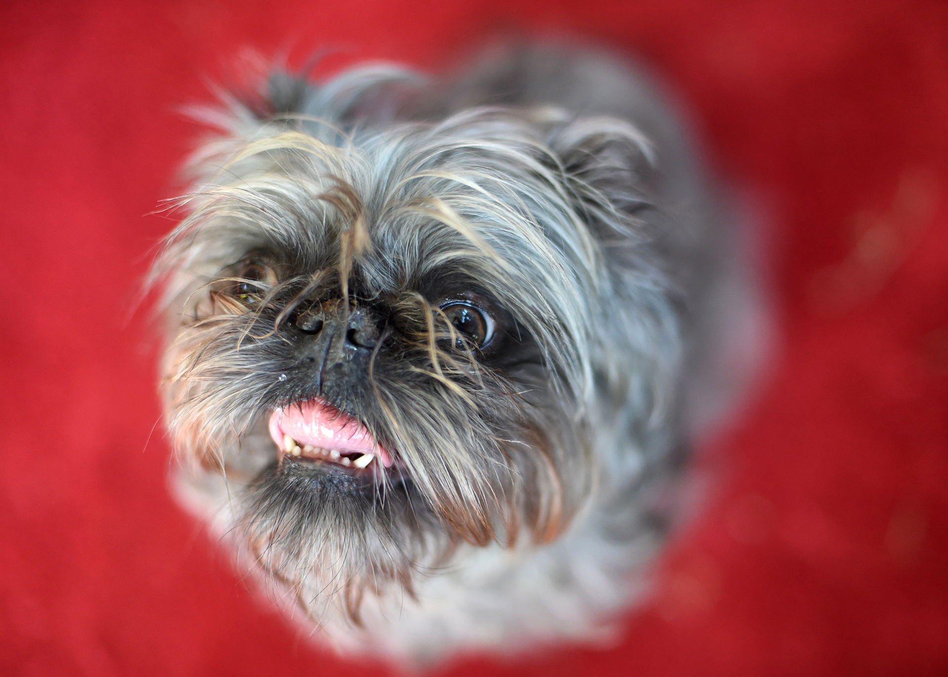 Monkey, un Griffon de Bruselas propiedad de Scotch Hayley, camina por la alfombra roja durante el concurso (AFP)