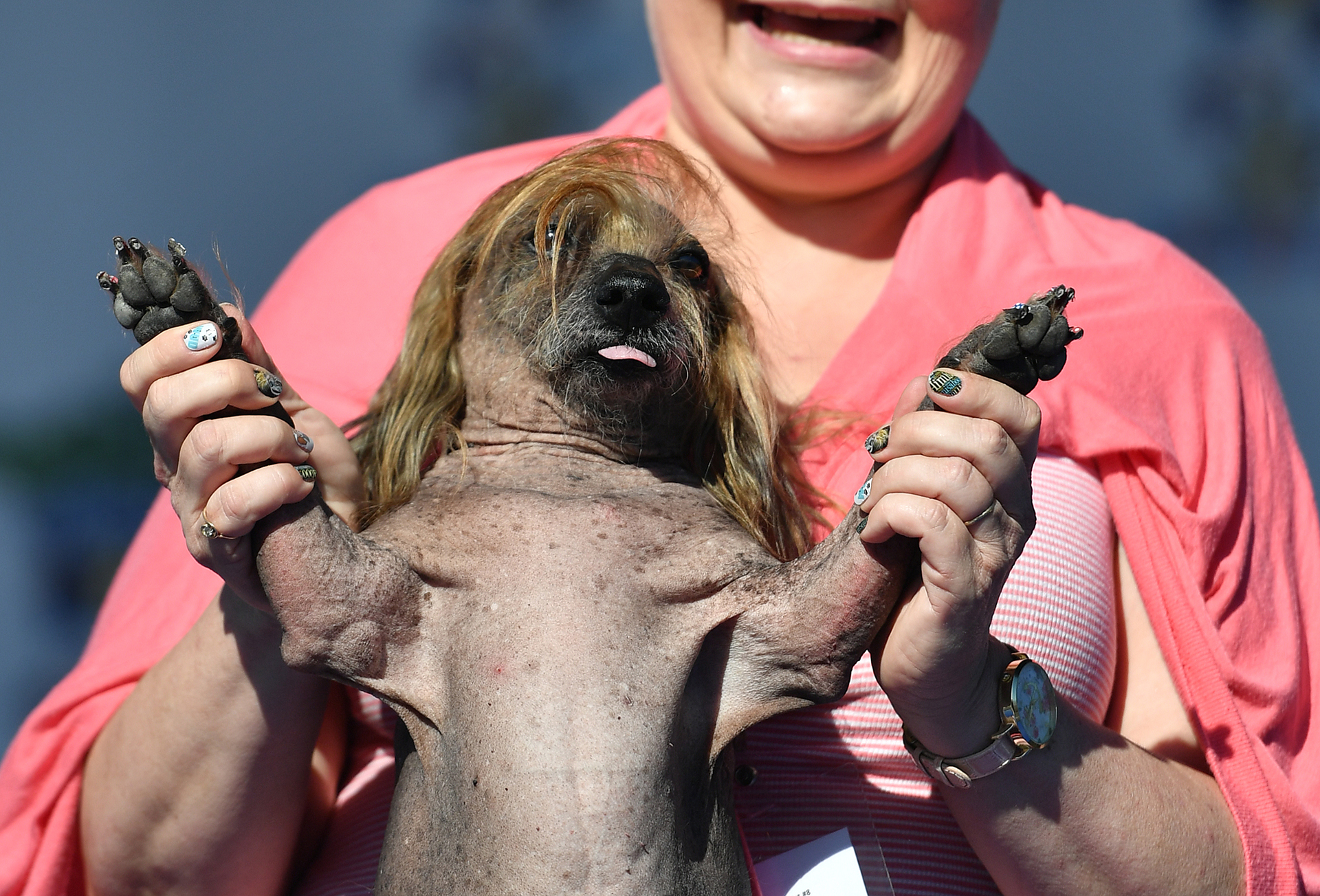 Himisaboo, un perro callejero con un peinado inspirado Donald Trump, y su dueña Heather Wilson (AFP)