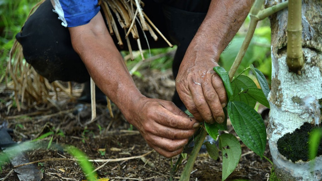 Plantanciones-de-coca-en-colombia-1920-3