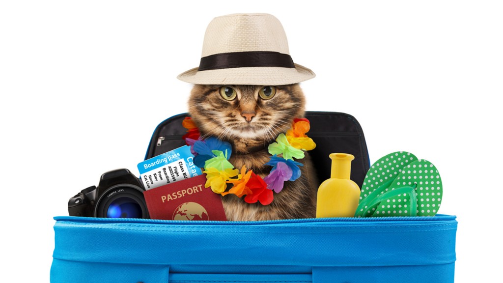 Las mascotas, siempre listas para encontrar un hogar (Shutterstock)