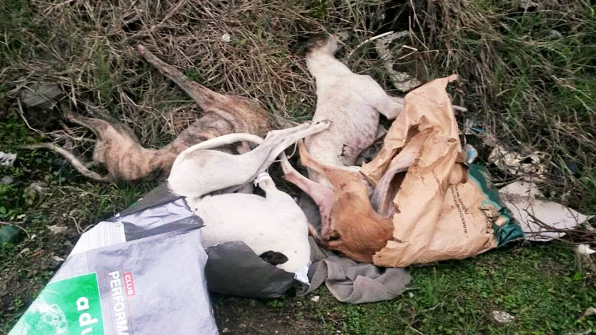 Galgos descartados. Carrera de galgos – (Archivo)