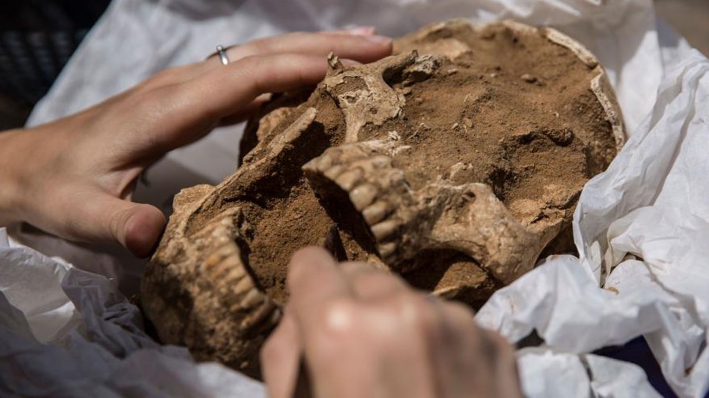 Futuras investigaciones de los esqueletos también incluirán análisis isotópicos de los dientes (Leon Levy Expedition)