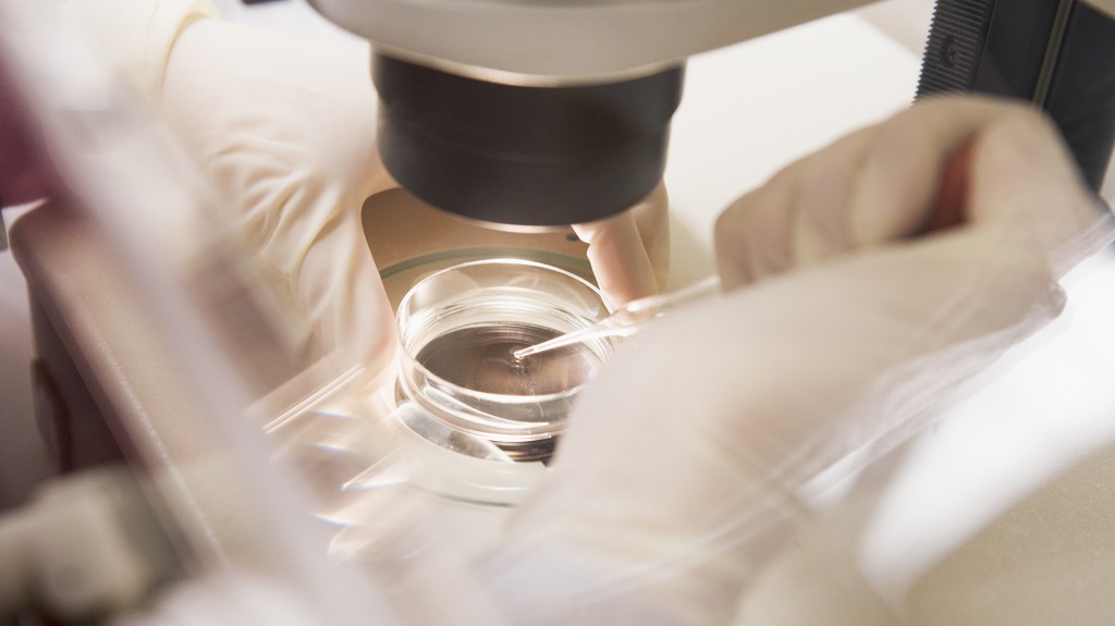 El cigoto -las células, espermatozoide y óvulo fecundadas- es la instancia más clara para la ciencia, el derecho y la iglesia de que a partir de allí se concibe el inicio de la vida (Shutterstock)