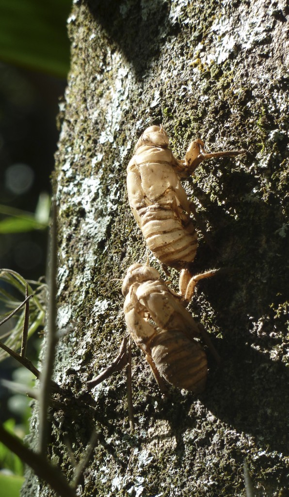 Larvas de cigarras (coyuyo) en la corteza de un árbol (foto: R.Peiró)