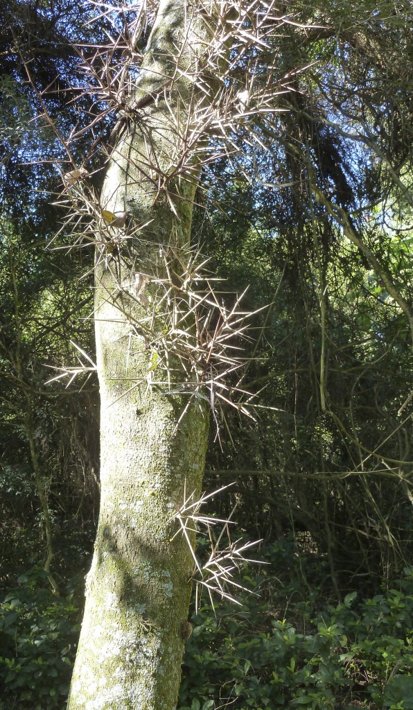 El espina corona, otro árbol característico del monte chaqueño (R.Peiró)