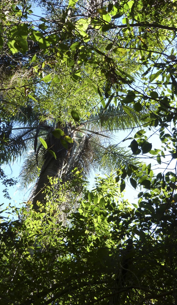 La palmera pindó, rodeada de monte tupido (R.Peiró)