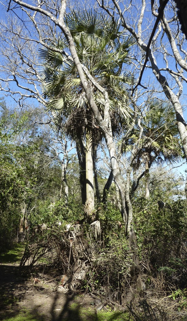 La hermosa y resistente palmera pindó, que crece en medio del monte (R.Peiró)