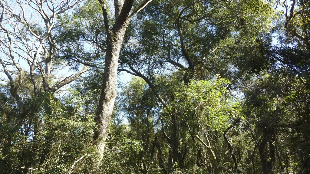 Una pequeña reserva natural privada, modelo de lo que puede hacerse para preservar flora y fauna nativas (foto: R.Peiró)