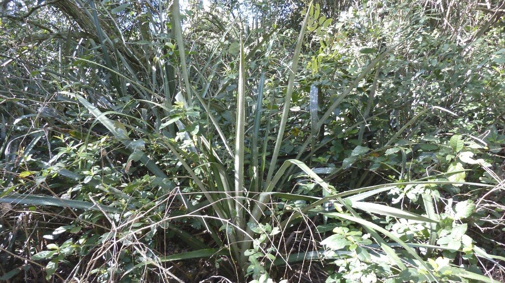 El chaguar, la planta silvestre que da nombre a la reserva y de la que se extrae una fibra textil