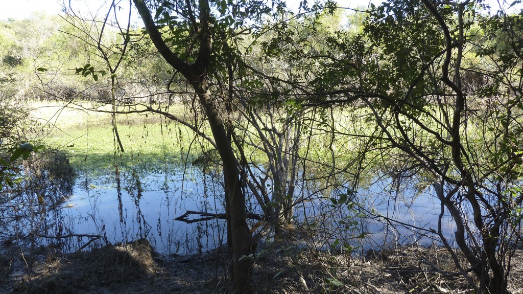 La reserva Los Chaguares fue creada mediante un convenio entre el propietario y la Dirección de Fauna en el marco de la Ley de Bosque Nativo (foto: R.Peiró)