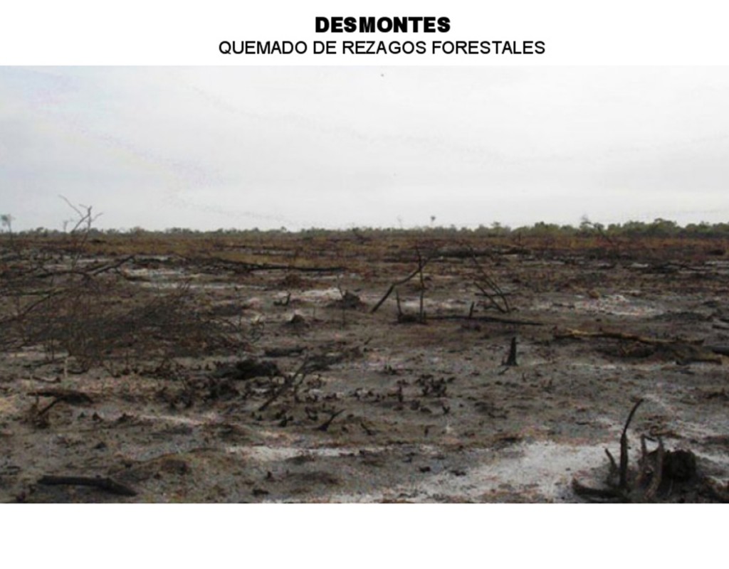 El desmonte tiene por finalidad principal el cultivo de soja o la ganadería