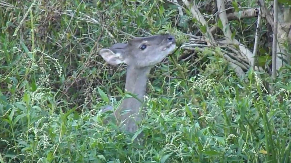 El guazuncho (o corzuela), otra especie presente en Los Chaguares