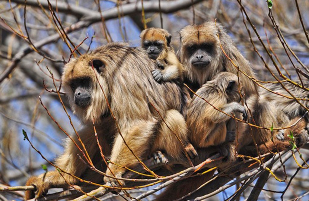 El mono carayá (o aullador), una de las especies presentes en la reserva