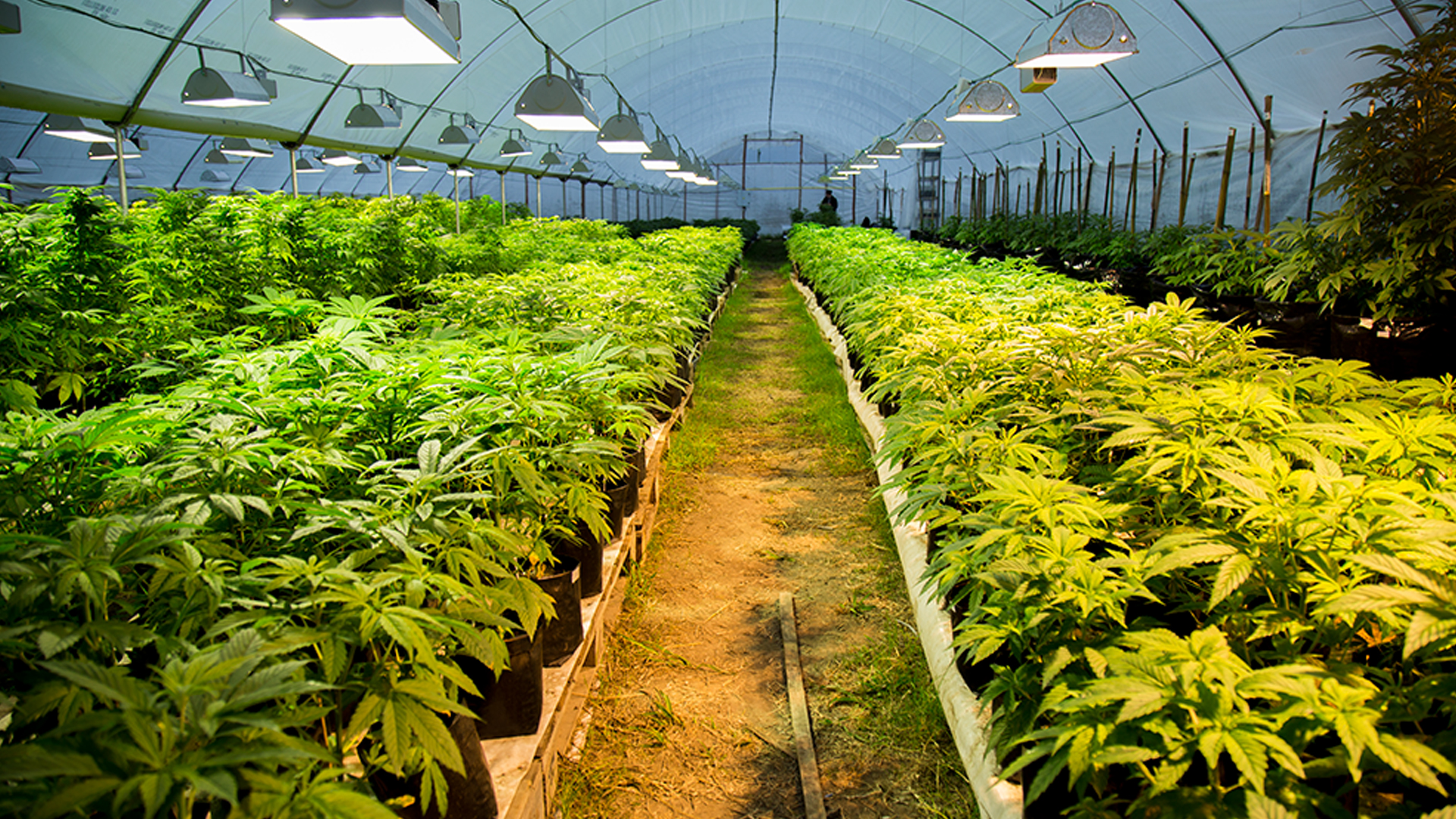 El Estado cultiva marihuana en grandes invernaderos custodiados por fuerzas militares (Ecos)