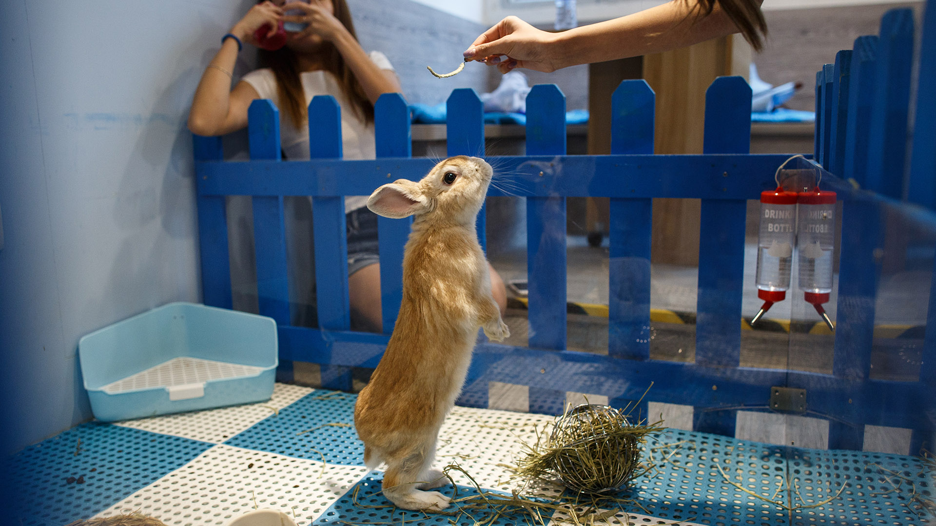 El conejo no es un animal habitual en la dieta de los venezolanos, entre los que es más popular como mascota que como sustento nutricional (AFP)