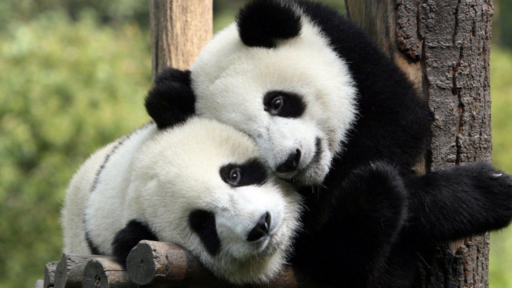 En 1981, China prohibió el comercio de la piel de panda y promulgó la Ley de Protección de la Vida Silvestre