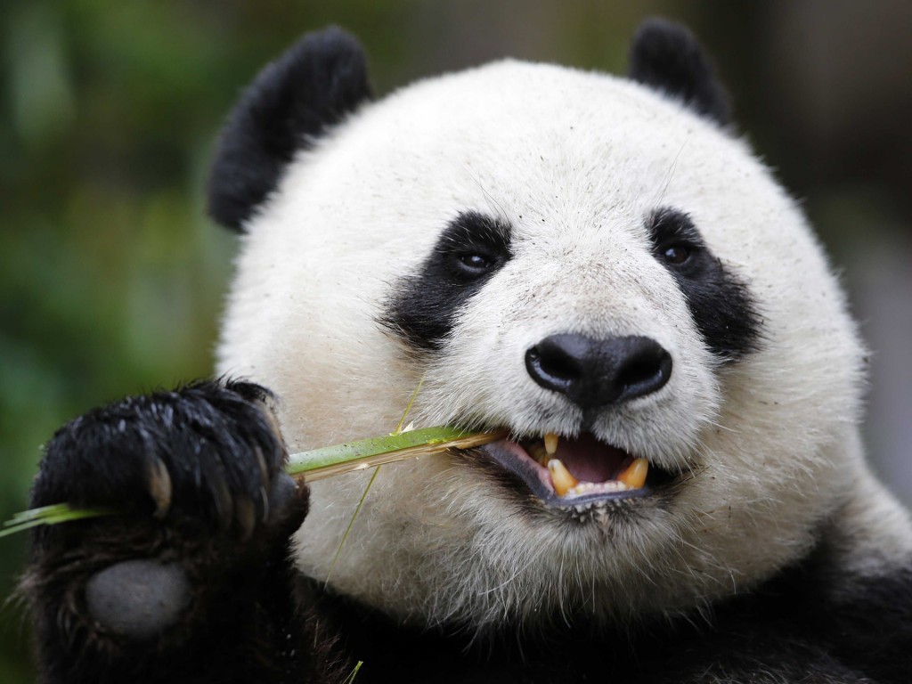 La recuperación de los bosques de bambú, el hábitat de los pandas, explica el aumento en la población