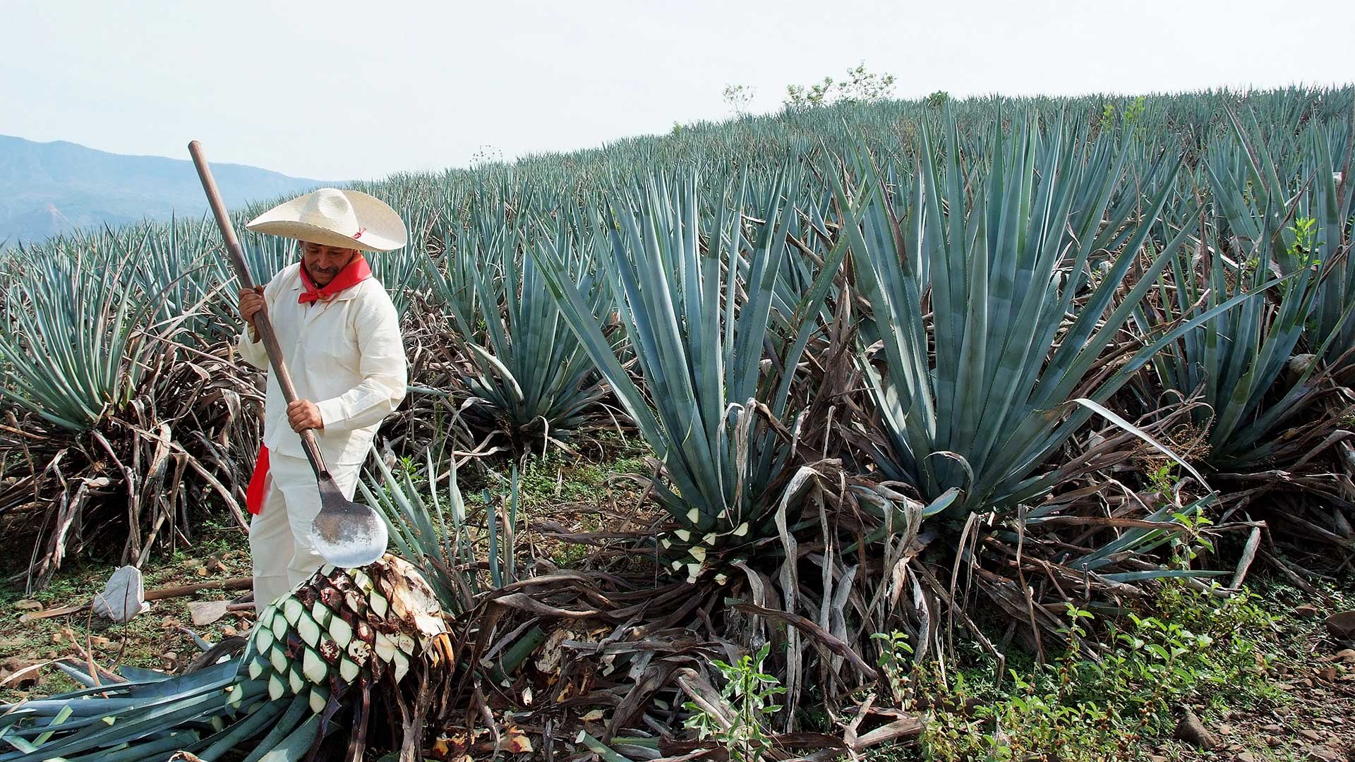 Plantaciones de agave en México, de cuyo destilado se obtiene el tequila (iStock)