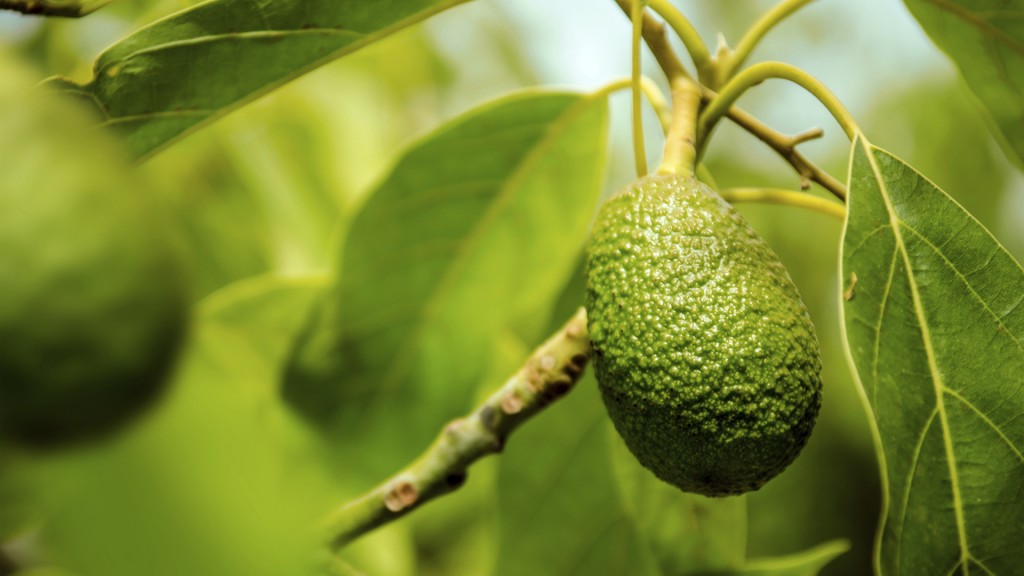 Nuevas investigaciones demostraron que la ingesta de la cáscara y la semilla de la palta podrían llegar a ser beneficiosas (iStock)