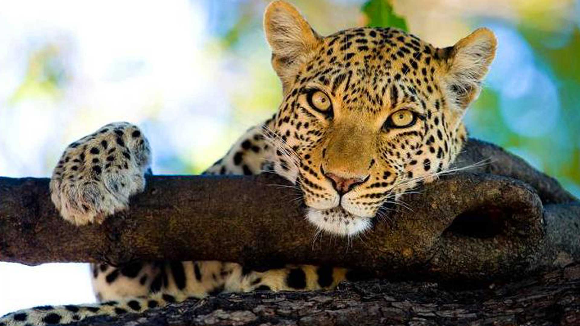 Los leones, leopardos y chimpancés fueron identificados como las especies que necesitan más esfuerzos para su preservación