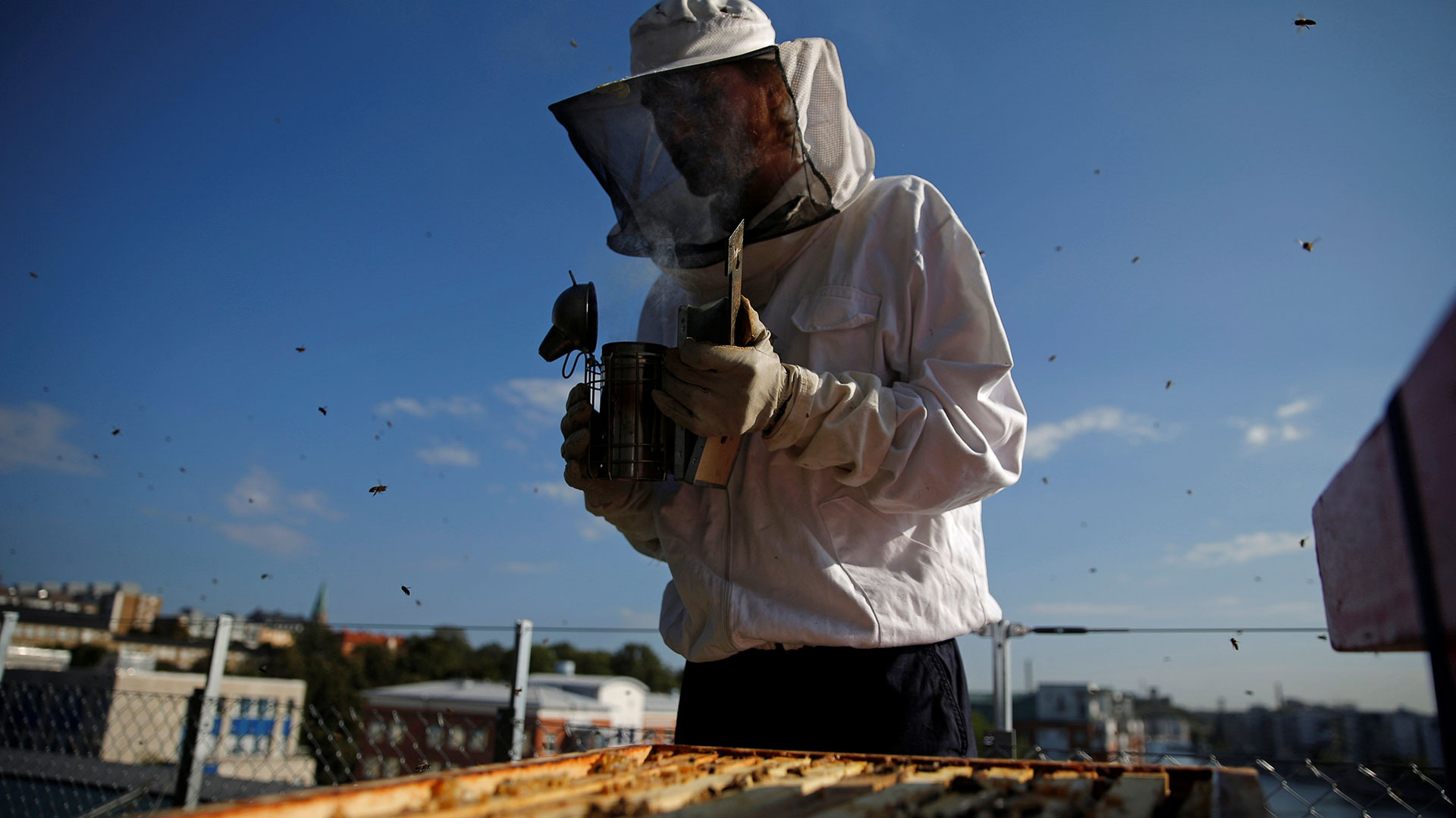 Pim Bendt de Bee Urban -una empresa que fomenta la apicultura urbana- ajusta un ahumador para abejas en la cubierta de un edificio en Estocolmo (Reuters)