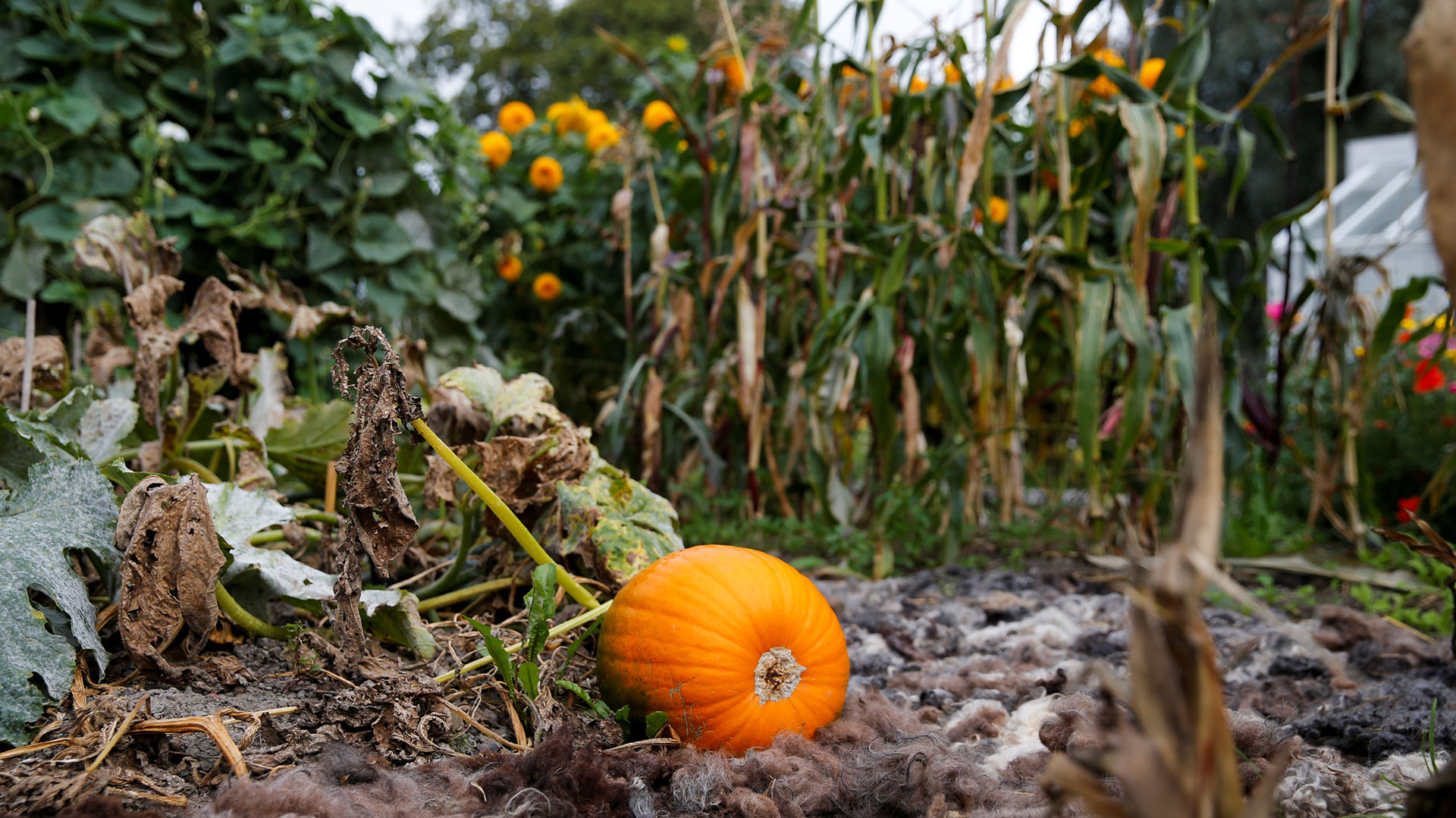 Una calabaza en los jardines de Rosendals Tradgard, en Estocolmo (Reuters)