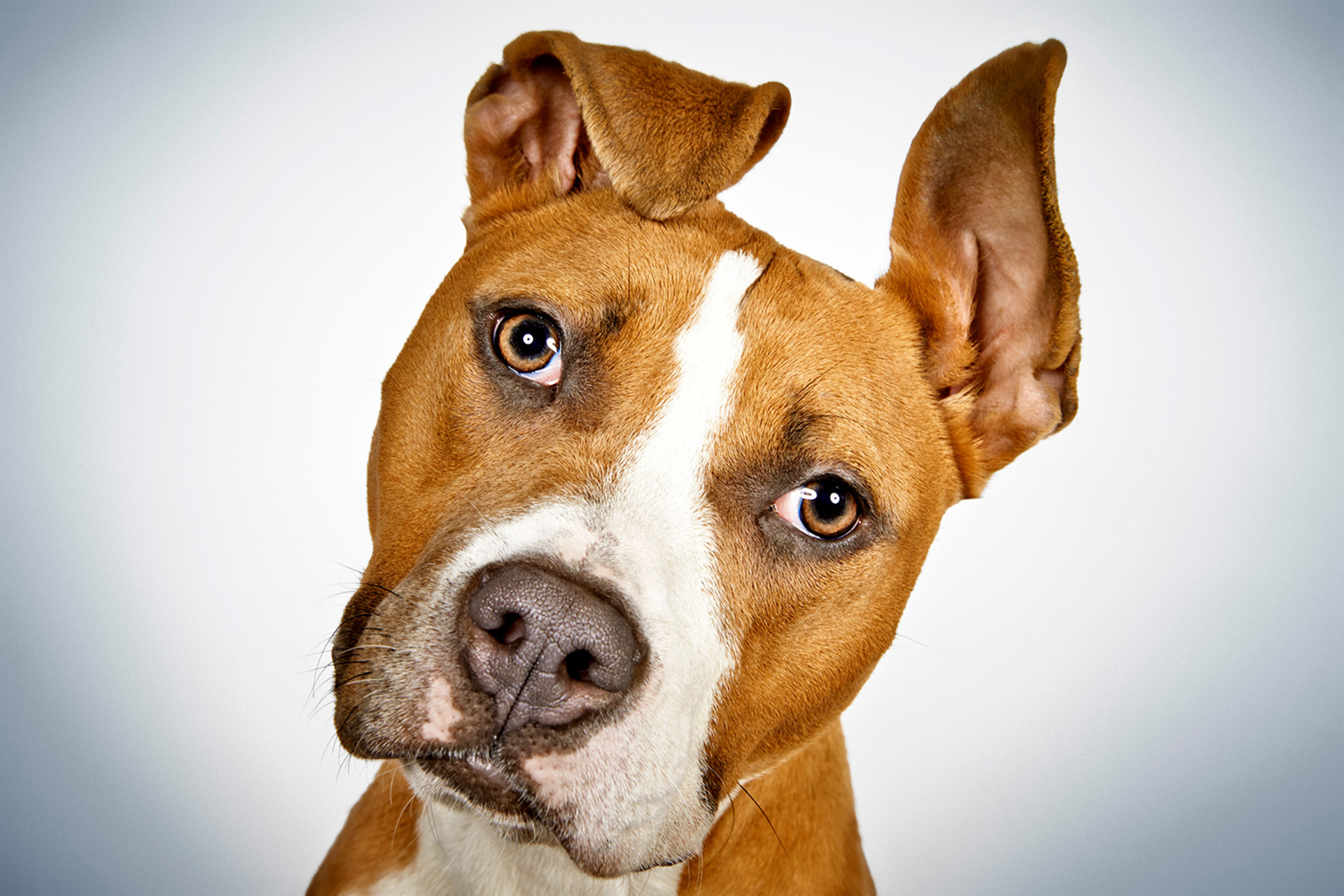 El estudio confirmó que los perros procesan la entonación con el hemisferio cerebral derecho y las palabras con el izquierdo al igual que los seres humanos (iStock)