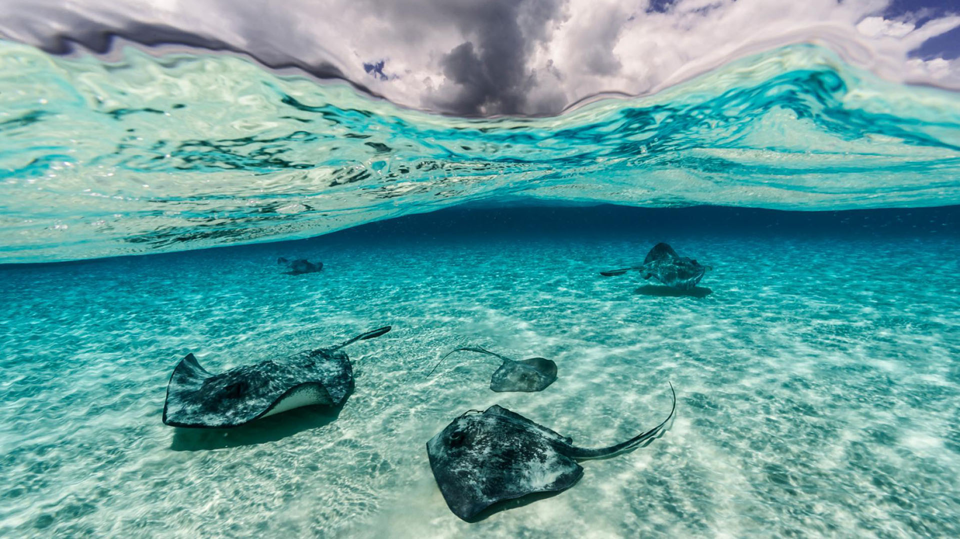 Las rayas nadan cerca de las islas Gran Caimán