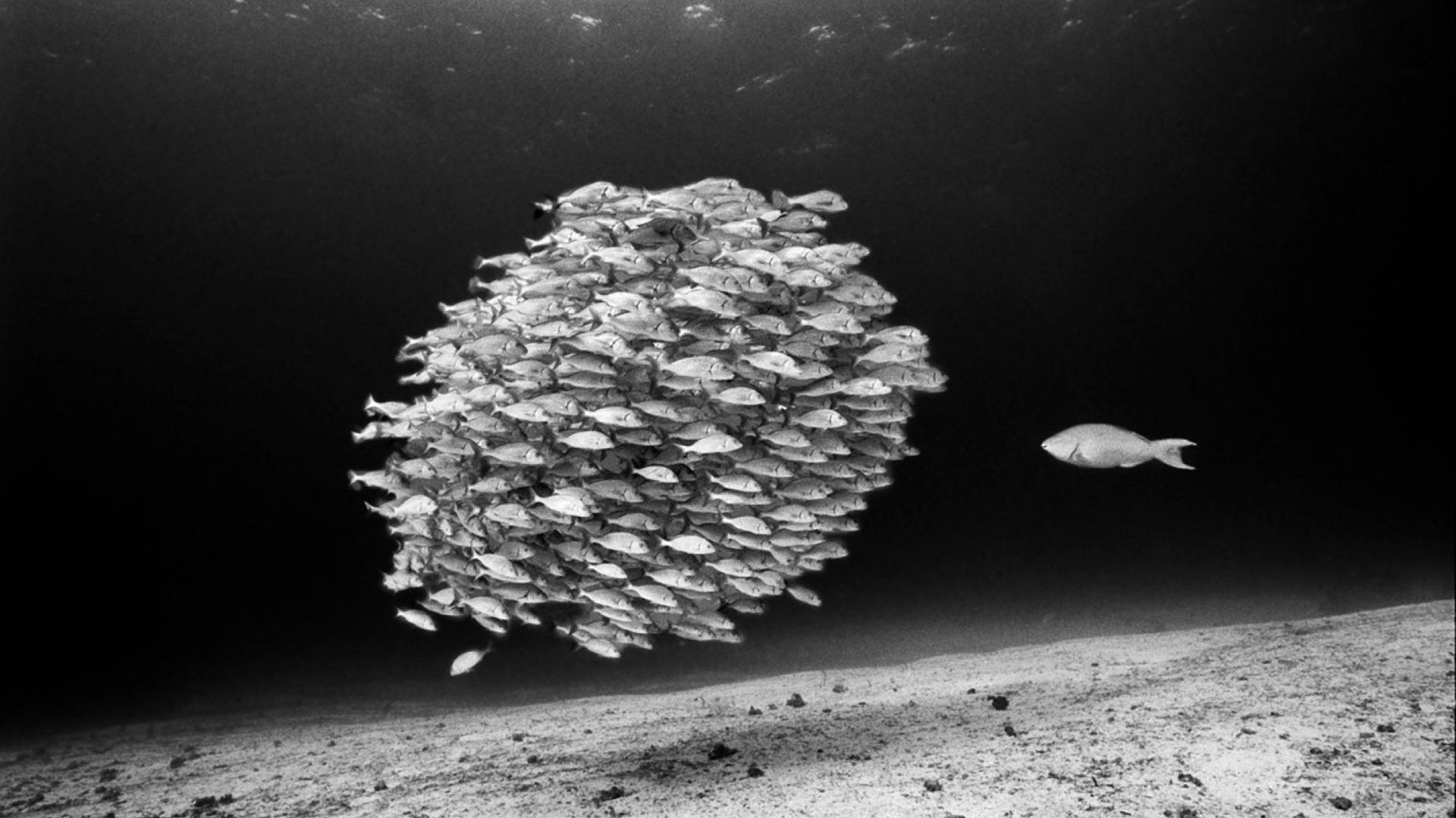Un pez loro solitario mira una escuela de gruñidos grises