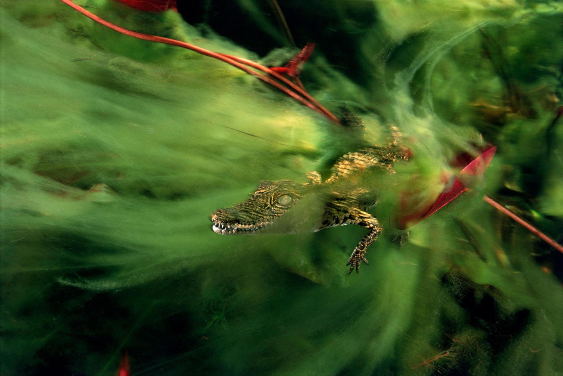 Un bebé cocodrilo del Nilo se esconde en las algas del delta del Okavango
